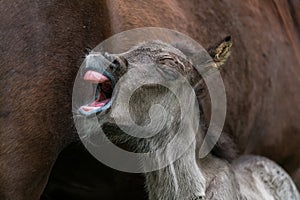 Newborn Icelandic horse foal with mouth open