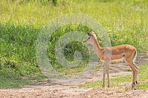 A newborn impala Aepyceros melampus, Lake Mburo National Park, Uganda. photo