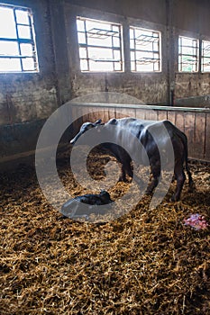 newborn italian bufalo calf next to mom cow in the farm