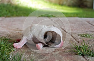 newborn jack russel terrier puppy dog sleep on cement floor of garden in portrait pet concept