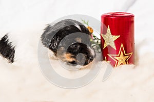 Newborn Jack Russell Terrier puppy. Christmas doggy