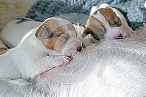 Newborn Jack Russell Terrier puppy wets his mother\'s