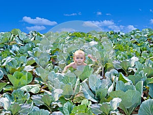The newborn kid found in cabbage photo