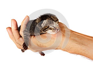 Newborn kitten in arms of man on   isolated background