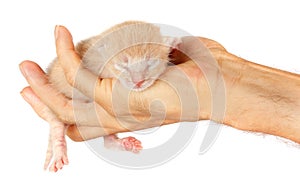 Newborn kitten in arms of man on   isolated background