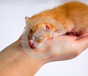 Newborn kitten in girl`s hand on white background. New born baby cat