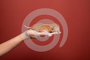 newborn kitten in human hands portrait