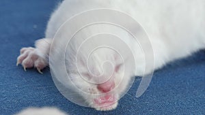 Newborn kitten meowing, blue background