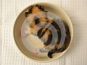 Newborn kitten in a plate