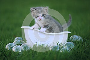 Newborn Kitten Portrait Outdoors in Green Meadow