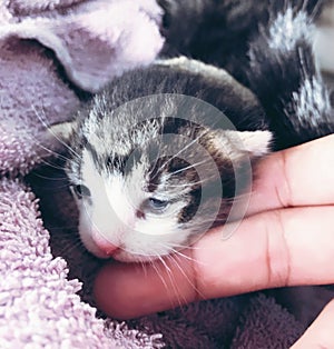 Newborn kitten