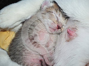 Newborn kitten sleeping in the basket happily.