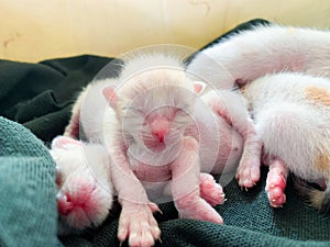 A newborn kitten sleeping together