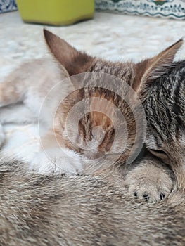 Newborn kittens being fed photo