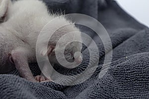 Newborn kittens learn to open their eyes