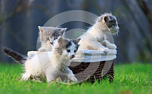 Newborn kittens leave the nest. They are crawling out of the wooden basket in which he was sitting