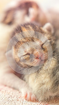 Newborn kittens sleeping, small baby animals sleep