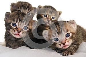 Newborn kittens on white background