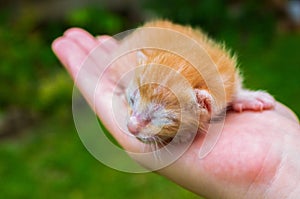 Newborn kitty in hand. New born baby cat. Red kitty in caring hands