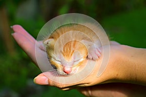 Newborn kitty in hand under sunlight.