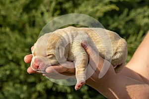 Newborn labrador puppy dog in hands