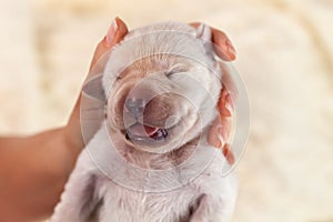 Newborn labrador puppy dog in woman hand