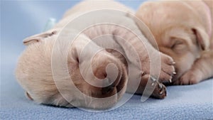 Newborn labrador retriever puppies sleeping - closeup