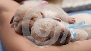 Newborn labrador retriever puppies sleeping peacefully