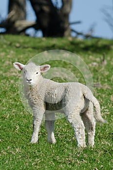 Newborn Lamb