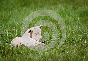 Newborn lamb