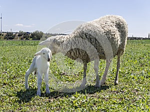 Newborn lamb with his mother