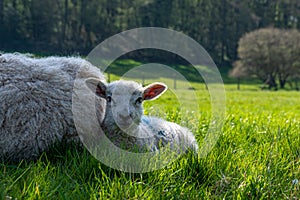 Newborn lambs laying on grass in the shade, hiding from the hot April sunshine