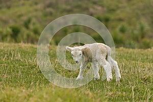 Newborn lamb on meadow