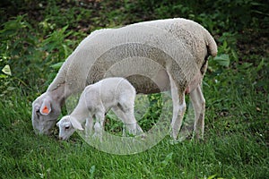 Newborn lamb and mother sheep on a meadow