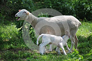 Newborn lamb and mother sheep on a meadow, and hundred year old oak trees