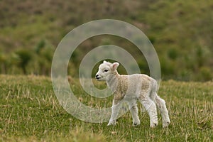 Newborn lamb standing on grass