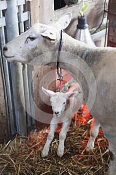Newborn lamb on straw under red light of heat lamp and ewe
