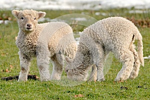 Newborn Lambs