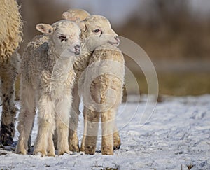 Newborn lambs on a farm - close up - early spring