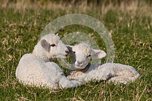 Newborn lambs on grass