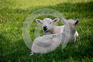 Newborn lambs laying on grass in the shade, hiding from the hot April sunshine