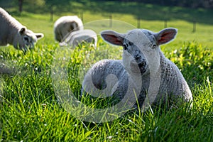 Newborn lambs laying on grass in the shade, hiding from the hot April sunshine