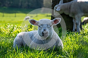 Newborn lambs laying on grass in the shade, hiding from the hot April sunshine