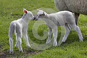 Newborn lambs in the meadow