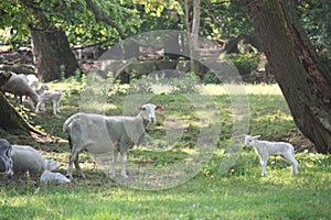 Newborn lambs and mother sheep, hundred years old oak trees as a background