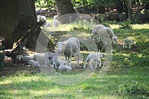 Newborn lambs and mother sheep, hundred years old oak trees as a background