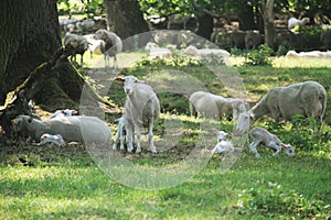 Newborn lambs and mother sheep, hundred years old oak trees as a background