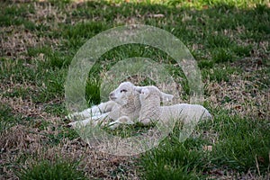 Newborn lambs in a pasture.