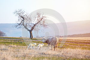 Newborn lambs with sheep grazing on a green meadow