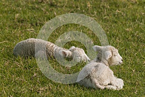 Newborn lambs sleeping on grass